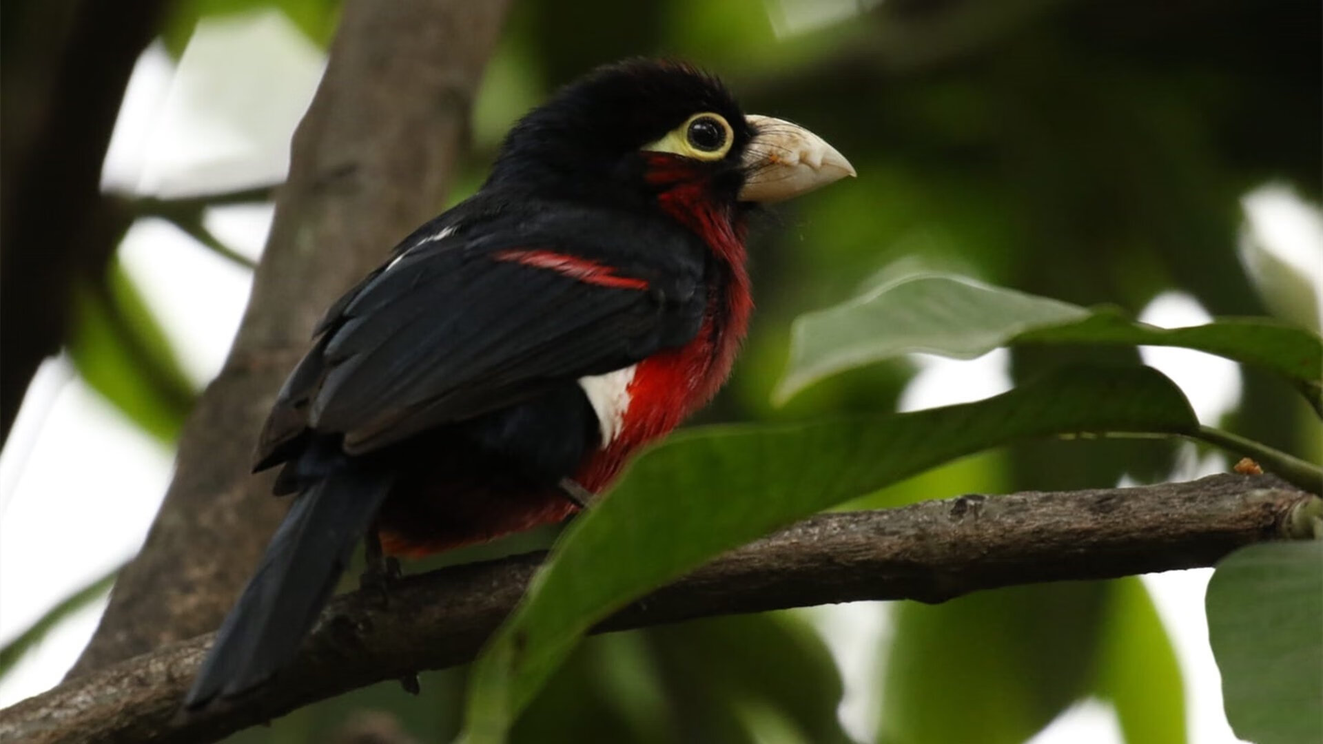 九游下载官网-“德甲球队层层推进,胜负悬念逐步揭晓”,德甲分组