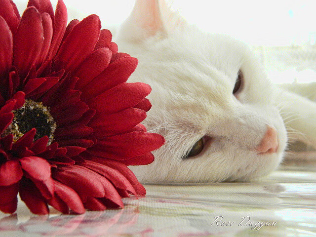 九游手机游戏-中超明星球员转会动态全解析，中超转会身价排名